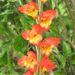 Gladiolus Types, Gladiolus Varieties, Gladiolus Grandiflora, Gladiolus Nanus, Gladiolus communis